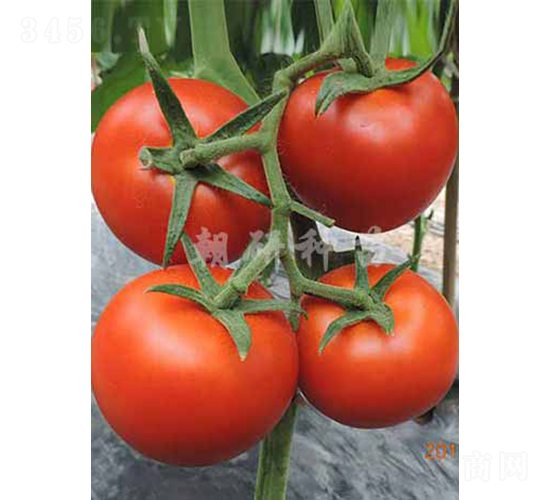 ����236-���ѷN��-���зN��