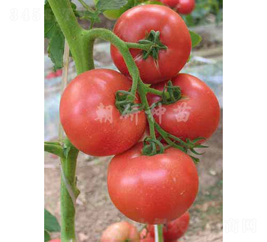 ����C929-���ѷN��-���зN��