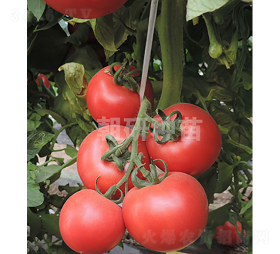 ����C969-���ѷN��-���зN��