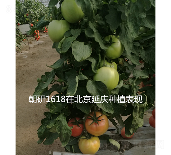 ����1618-���ѷN��-���зN��