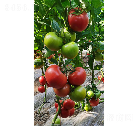 �W��ɳ-���ѷN��-���зN��