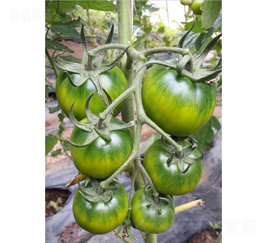 �G��-���ѷN��-���зN��