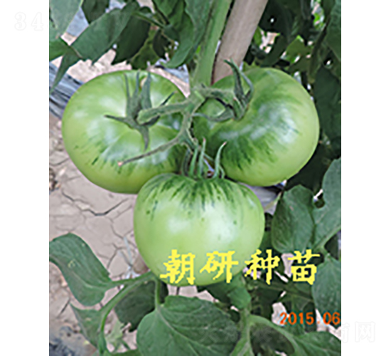 ���з���-���ѷN��-���зN��