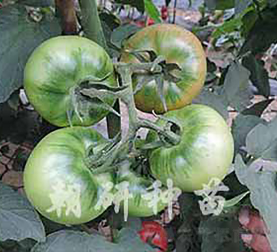 ���s202-���ѷN��-���зN��