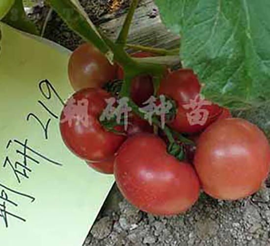 ����219-���ѷN��-���зN��