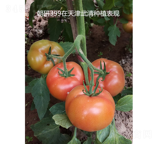 ����399-���ѷN��-���зN��