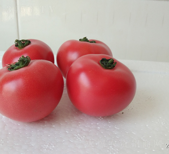 ����-���ѷN��-���зN��