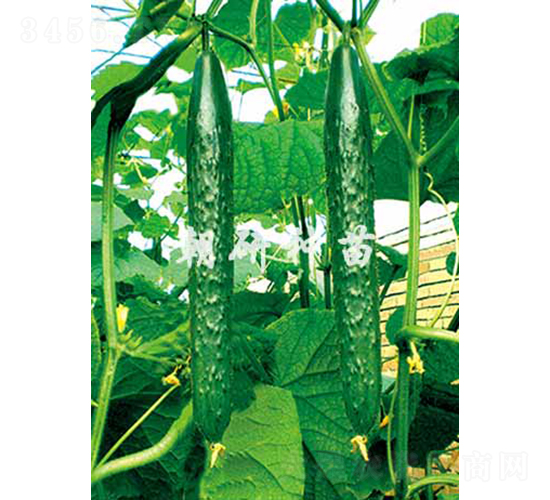 ����707-�S�ϷN��-���зN��