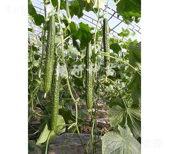 ����607-�S�ϷN��-���зN��