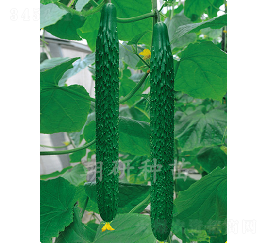 ����203-�S�ϷN��-���зN��