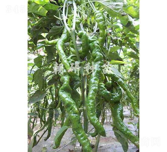 津福23-2-辣椒種子-朝研種苗