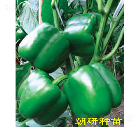 津福27-辣椒種子-朝研種苗