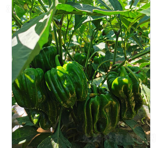 朝研一號(hào)麻辣-辣椒種子-朝研種苗