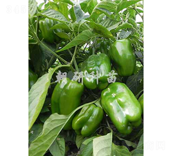 津福144-甜椒種子-朝研種苗