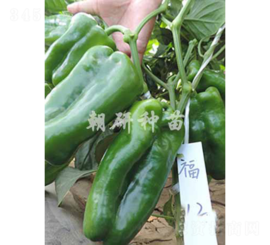 ��12-�𽷷N��-���зN��