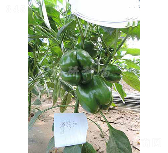 ��30-�𽷷N��-���зN��