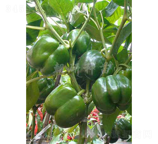 ��36-�𽷷N��-���зN��