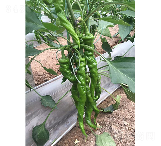 博收179-辣椒種子-博收種子