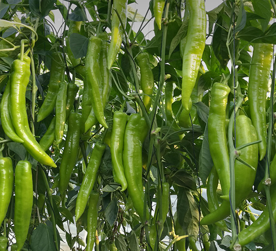 諾椒189-辣椒種子-博收種子