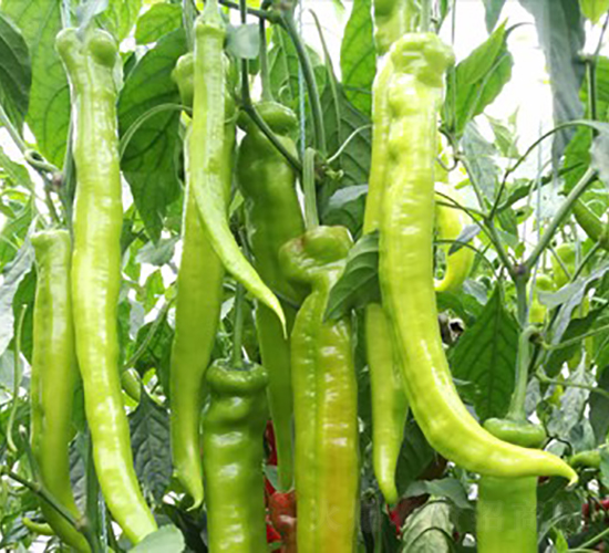 諾椒115-辣椒種子-博收種子
