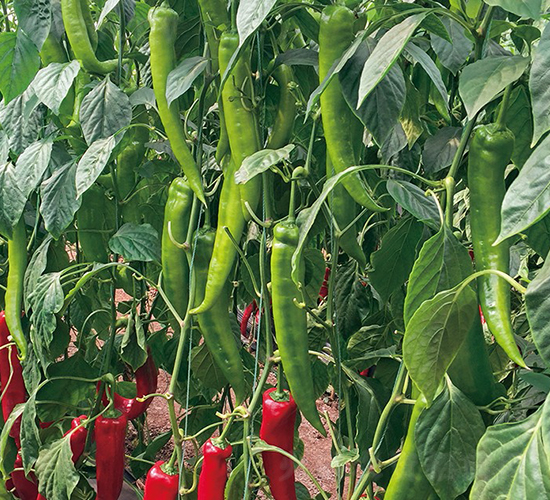 諾椒122-辣椒種子-博收種子