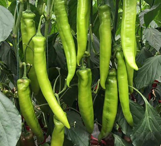 諾椒118-辣椒種子-博收種子