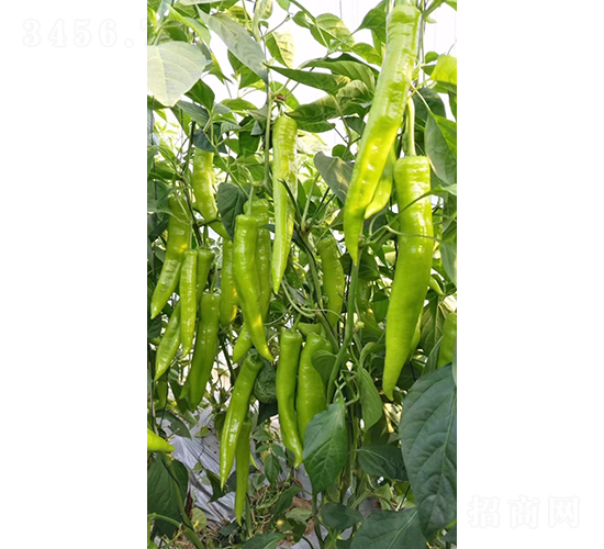 諾椒117-辣椒種子-博收種子