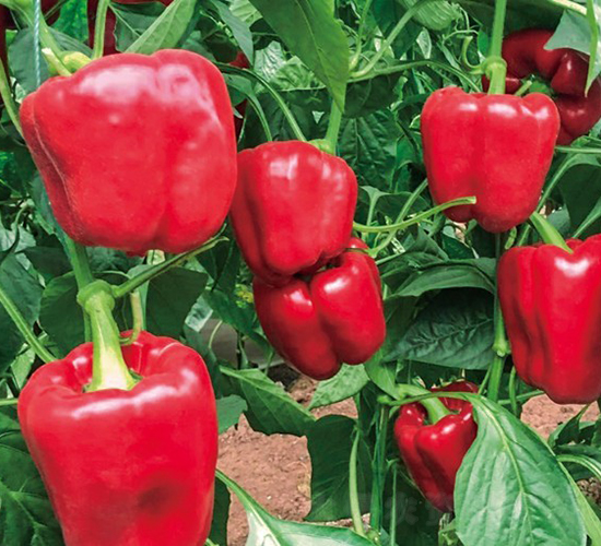 京紅1號-甜椒種子-博收種子