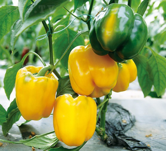 羅尼奧-甜椒種子-博收種子