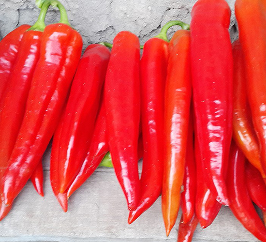 特麗莎-辣椒種子-博收種子