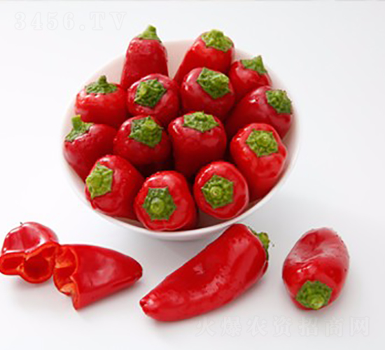 星云-辣椒種子-博收種子