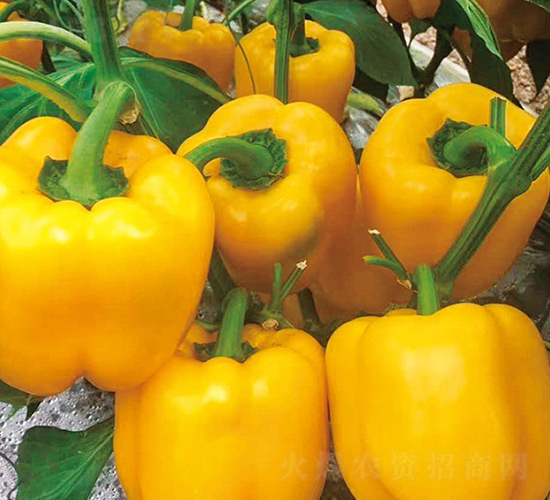 悅甜22-辣椒種子-博收種子