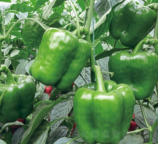 卡羅拉-辣椒種子-博收種子