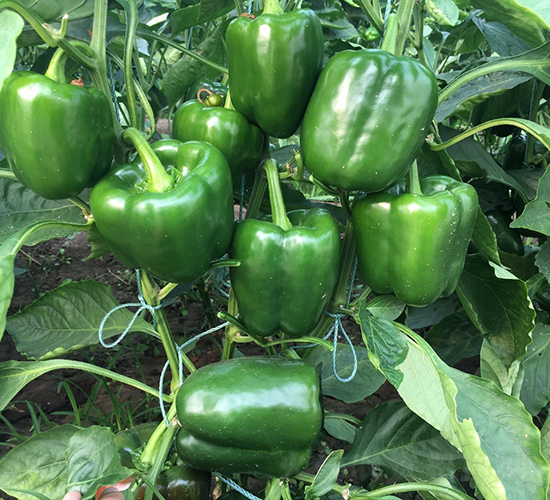 京椒9號-辣椒種子-博收種子