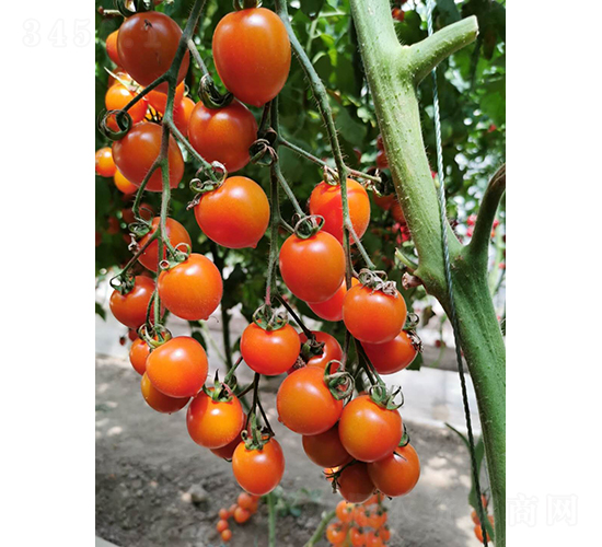 ���1̖(h��o)-���ѷN��-���շN��