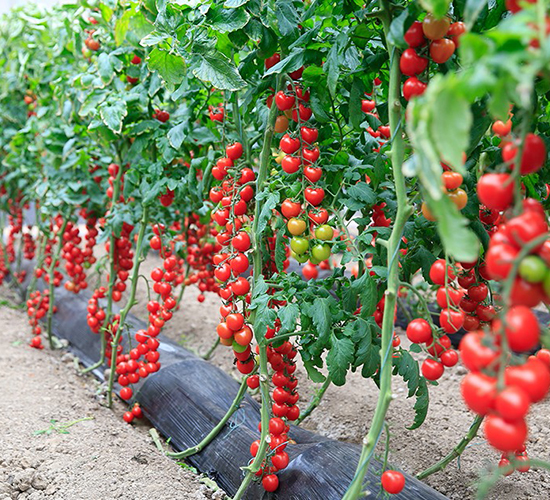 ����8877-���ѷN��-���շN��