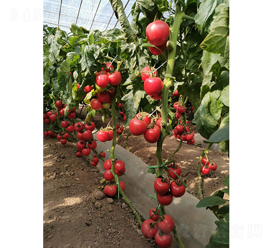 ��Ş010-���ѷN��-���շN��