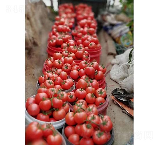 �x�v-���ѷN��-���շN��