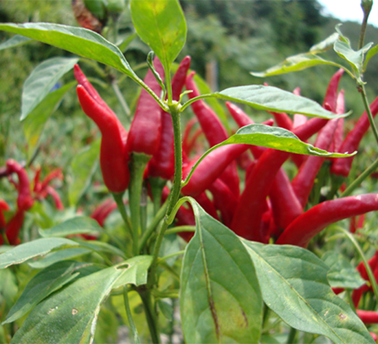 朝天椒-辣椒種子-魯壽