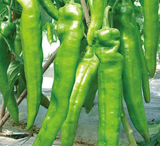 ����7261-�����N��-����