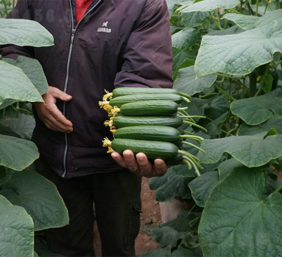 尤龍2號(hào)-黃瓜種子-魯壽