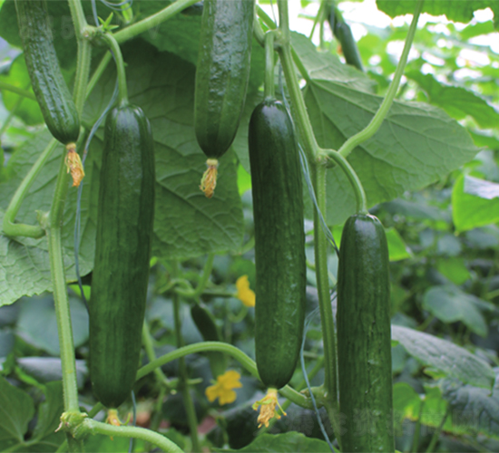 ������-�S�ϷN��-����