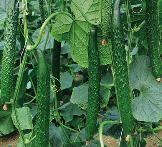 ��(qi��ng)��519-�S�ϷN��-����