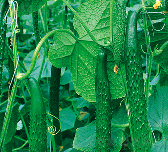 ����-�S�ϷN��-����