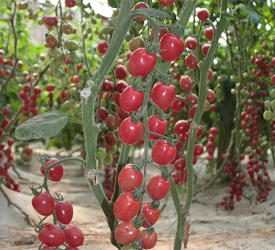 ��ӯ-���ѷN��-����