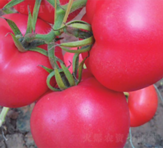 �ʽ�6̖(h��o)-���ѷN��-����