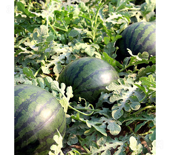 莎蜜佳-西瓜種子-依農(nóng)農(nóng)業(yè)