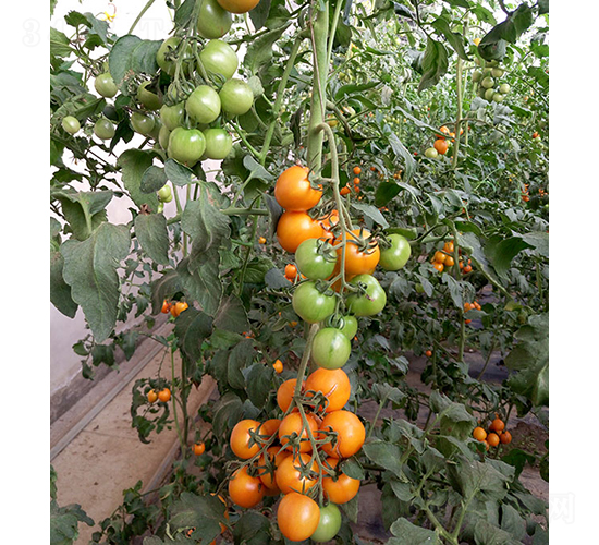 ɯ��1̖(h��o)-���ѷN��-���r(n��ng)�r(n��ng)�I(y��)