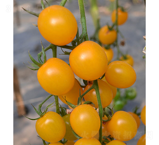 ���ۼ�-С���ѷN��-���r(n��ng)�r(n��ng)�I(y��)