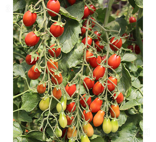 ���r(n��ng)���1̖(h��o)-С���ѷN��-���r(n��ng)�r(n��ng)�I(y��)